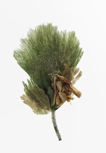 Boutonnière