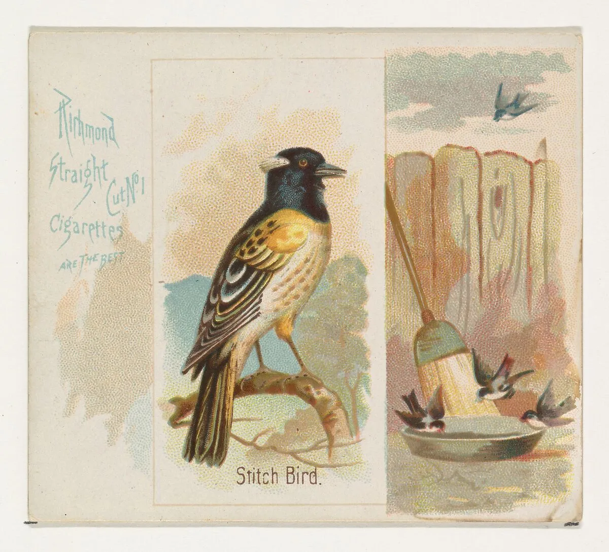 Stitch Bird, from the Song Birds of the World series (N42) for Allen & Ginter Cigarettes — Allen & Ginter|George S. Harris & Sons