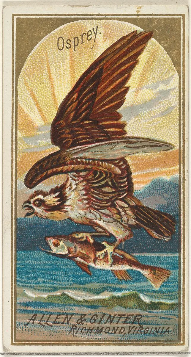 Osprey, from the Birds of America series (N4) for Allen & Ginter Cigarettes Brands — Allen & Ginter