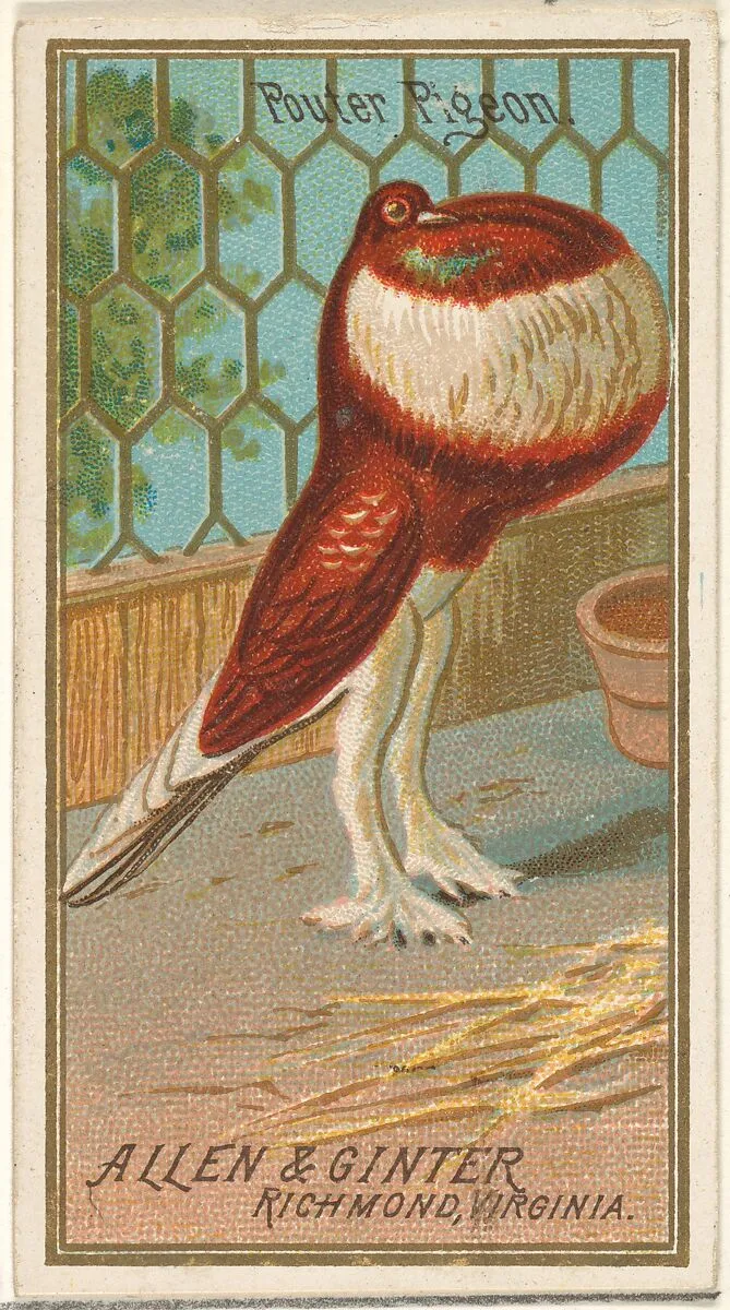 Pouter Pigeon, from the Birds of America series (N4) for Allen & Ginter Cigarettes Brands — Allen & Ginter