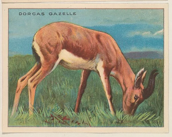 Dorcas Gazelle, collector card from the Animals series (D9), issued by the Weber Baking Company to promote Onist Milk and Pullman Bread — Weber Baking Company