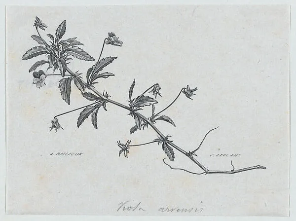 Botanical illustration: Viola arvensis — Alfred Riocreux|Félix Leblanc