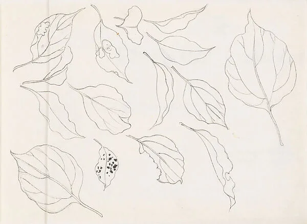 現代 謝稚柳 葉片畫稿 冊頁|Leaf Studies — Xie Zhiliu