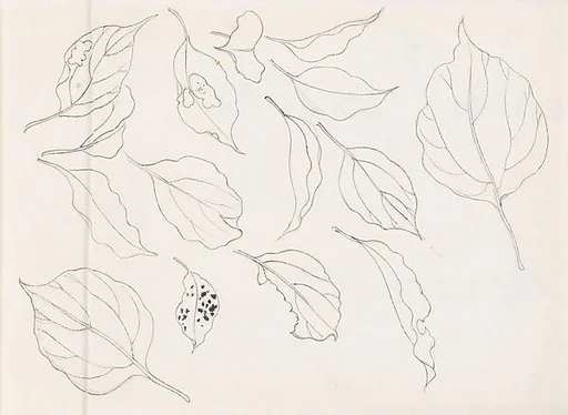 現代 謝稚柳 葉片畫稿 冊頁|Leaf Studies