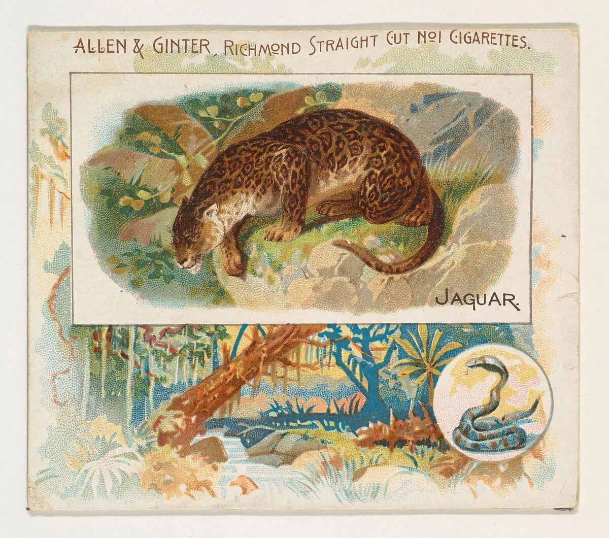 Jaguar, from Quadrupeds series (N41) for Allen & Ginter Cigarettes — Allen & Ginter|Lindner, Eddy & Claus