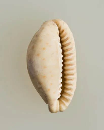 Shell pendant or bead