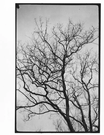[Tree Branches Against Sky, Water]