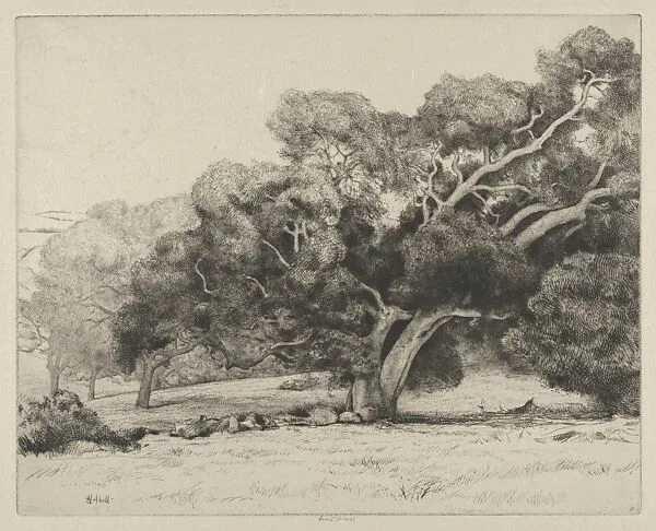 Large Live Oak — Ernest Haskell