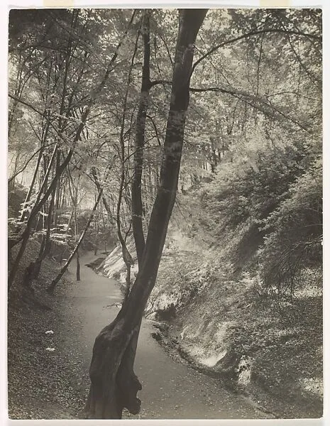 Footpath in the Siebengebirge — August Sander|Günther Sander