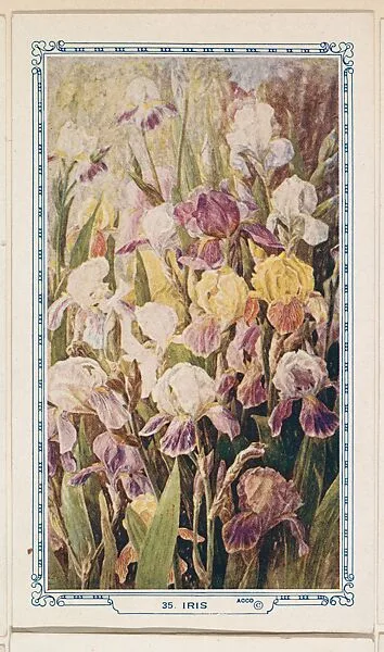 35. Iris, bakery insert card from the Flower Pictures series (D36), issued by the Freihofer Baking Company — Freihofer Baking Company