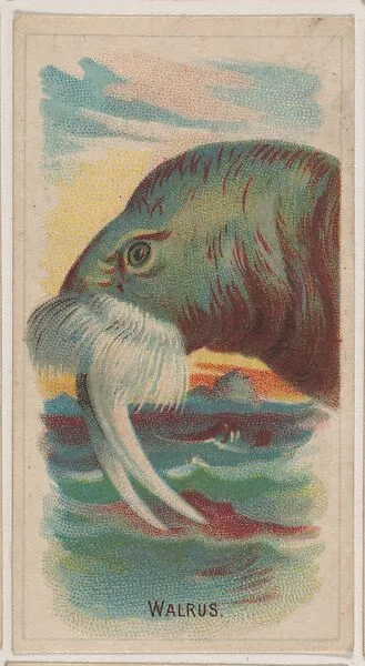 Walrus, collector card from the Animal Pictures series (D8), issued by the Weber Baking Company to promote Onist Milk and Pullman Bread — Weber Baking Company