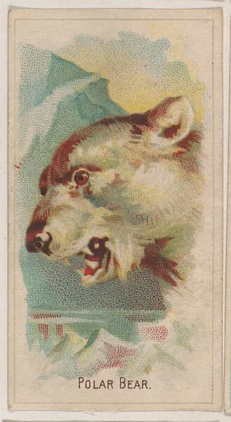 Polar Bear, collector card from the Animal Pictures series (D8), issued by the Weber Baking Company to promote Onist Milk and Pullman Bread — Weber Baking Company