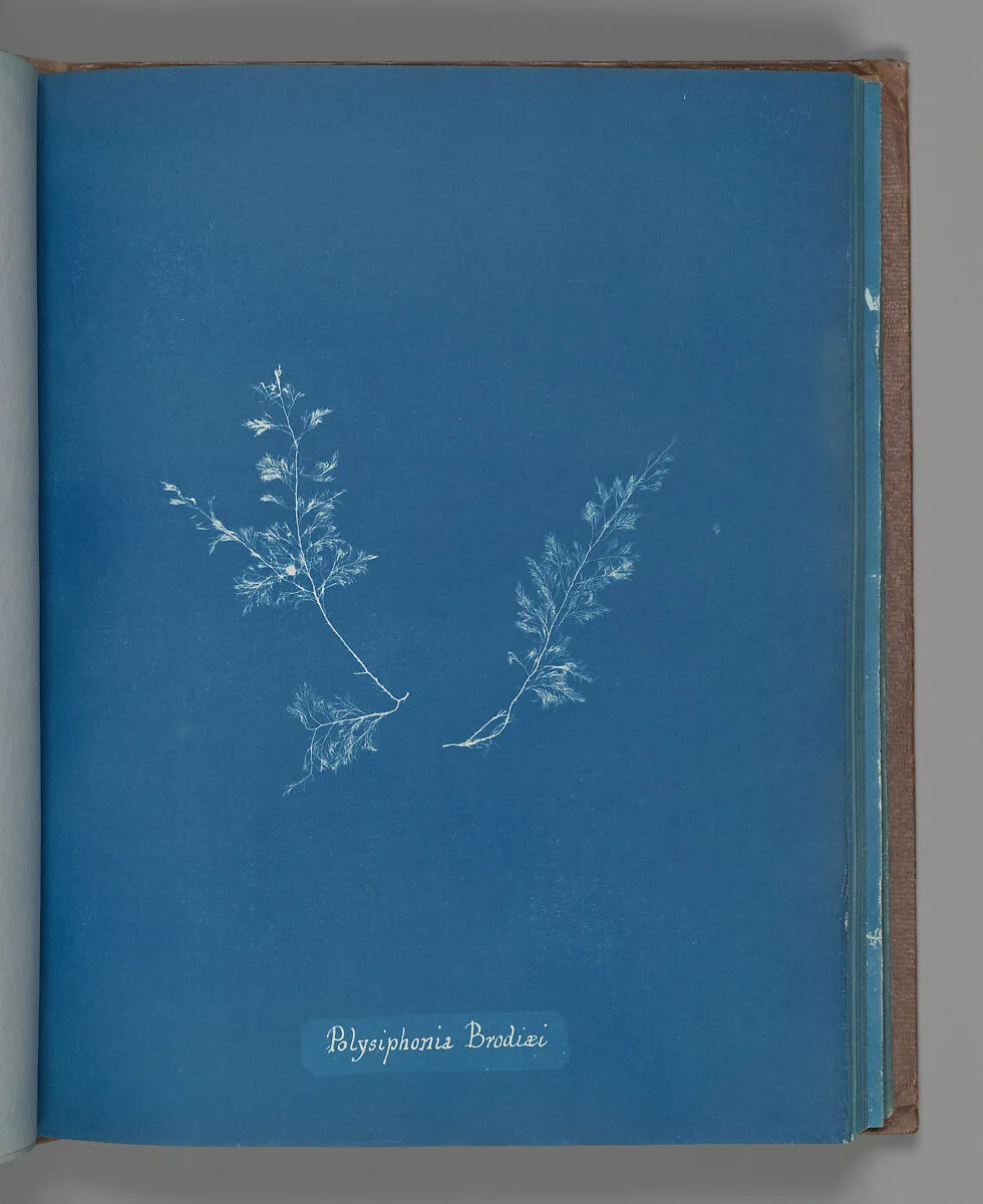 Polysiphonia Brodiæi — Anna Atkins