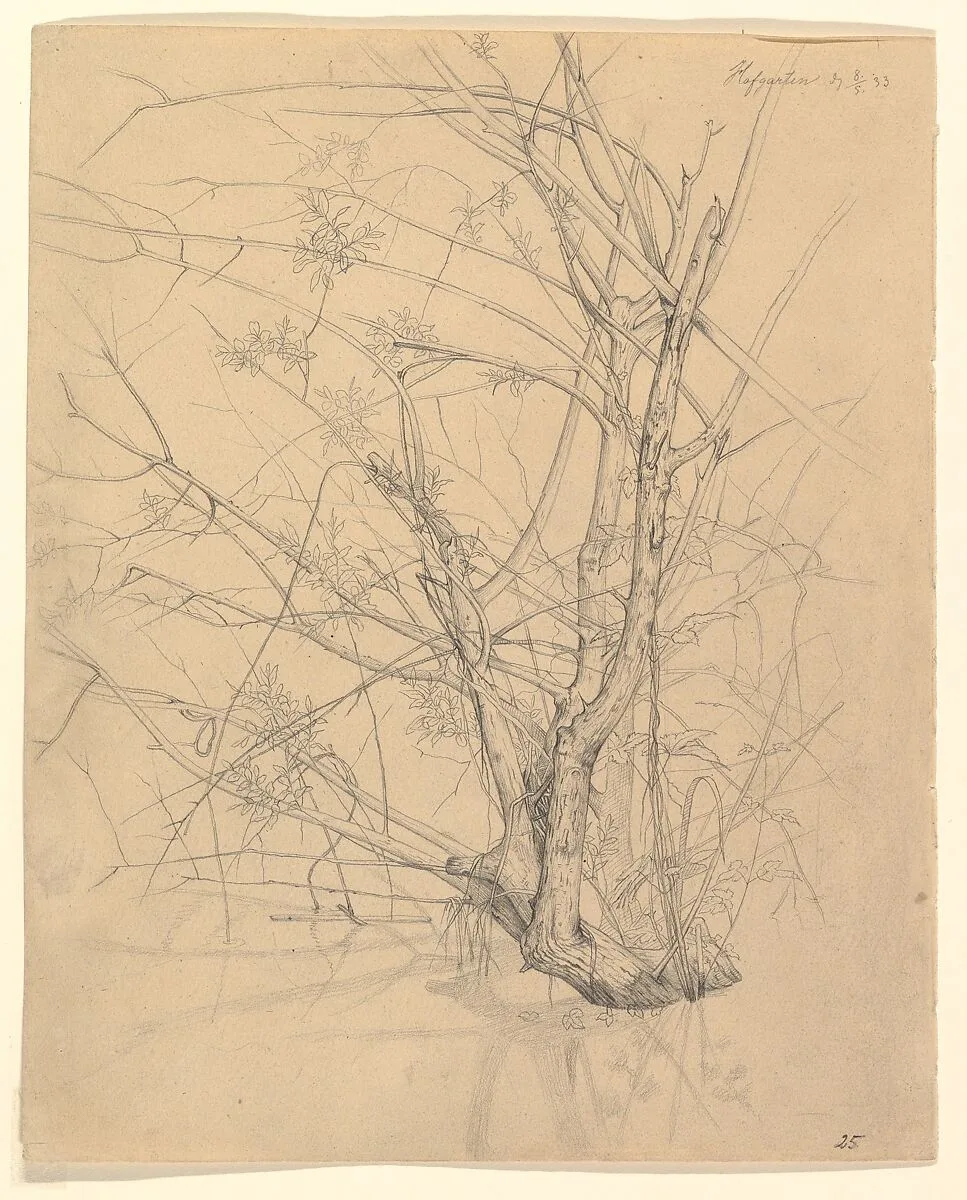 Study of a Tree Standing in Water in the Düsseldorf Hofgarten; verso: Studies of Plants — Johann Wilhelm Preyer