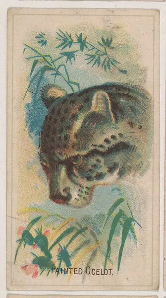 Painted Ocelot, collector card from the Animal Pictures series (D8), issued by the Weber Baking Company to promote Onist Milk and Pullman Bread — Weber Baking Company