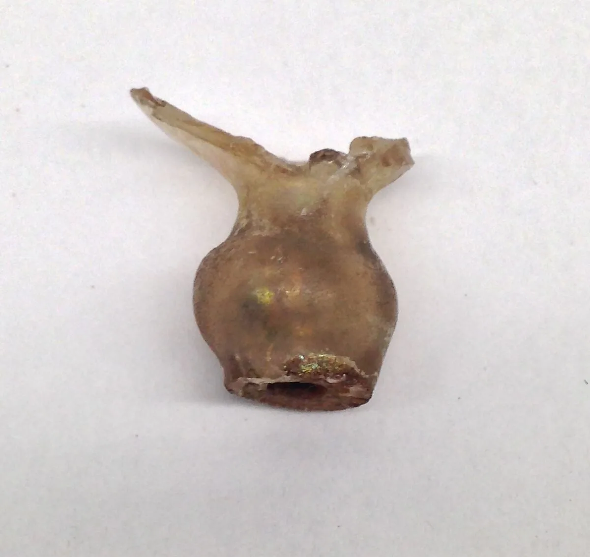 Fragment of Flask Necks — Unknown