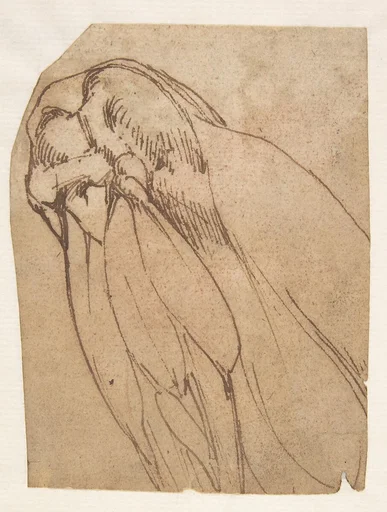 Anatomical Study of a Knee