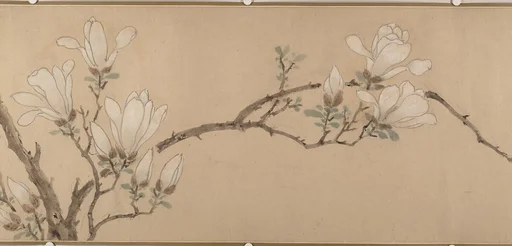 明 佚名(文徵明款) 玉蘭圖 卷|Magnolia