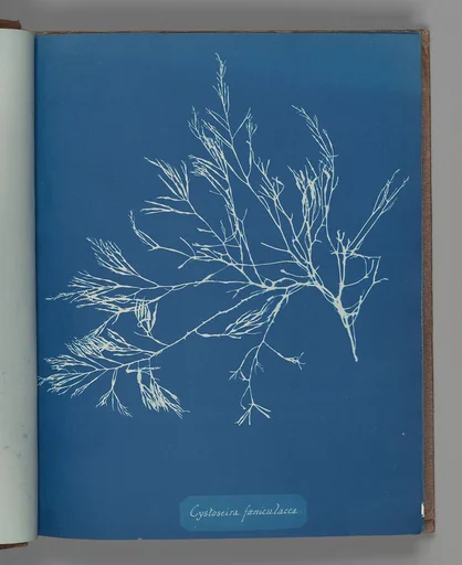 Cystoseira fæniculacea