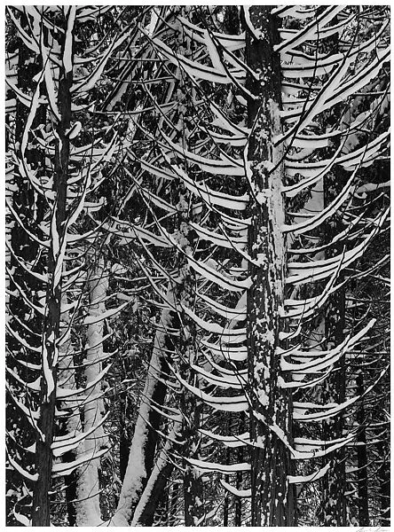 Cedar Trees in Snow, Yosemite National Park, California — Ansel Easton Adams