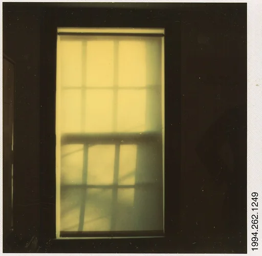 [Tree Shadow on Shade in Window]