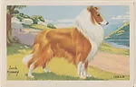 Collie from Our Friend – the Dog Educational Pictures (W608-4) — Unknown