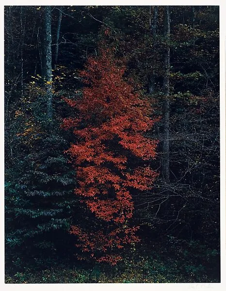 Red Tree Near Cades Cove, Great Smoky Mountains National Park, Tennessee — Eliot Porter