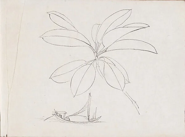 山水花卉寫生稿|Flower, Plant and Landscape Sketches from Life — Xie Zhiliu