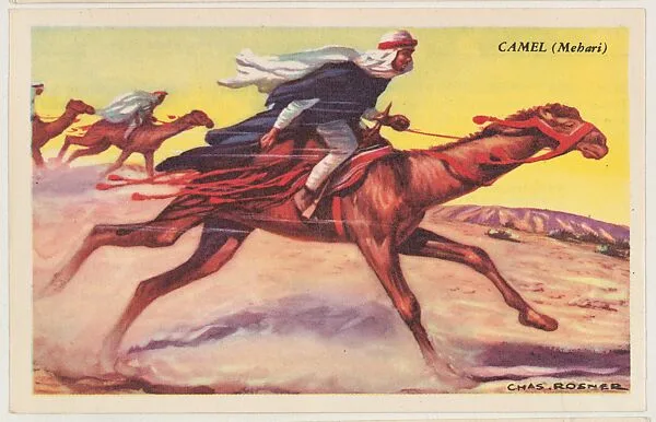 Camel (Mehari), bakery card from the Speed Pictures series (D39-8), issued by Bell Bakeries, Inc. — Bell Bakeries, Inc.