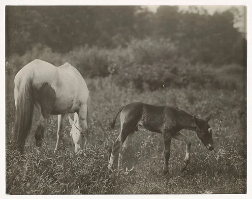 [Two Horses]