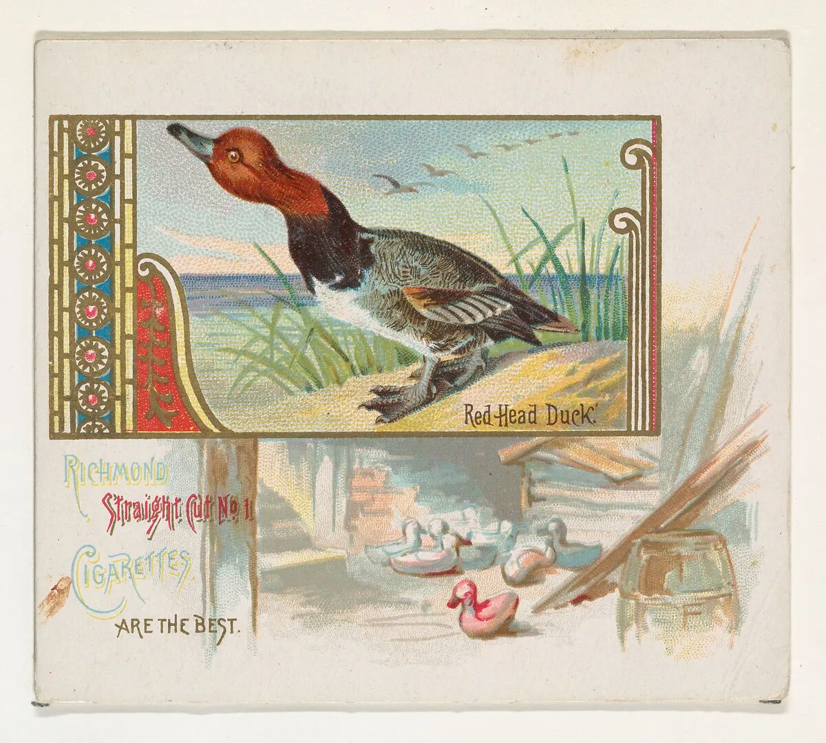 Red Head Duck, from the Game Birds series (N40) for Allen & Ginter Cigarettes — Allen & Ginter