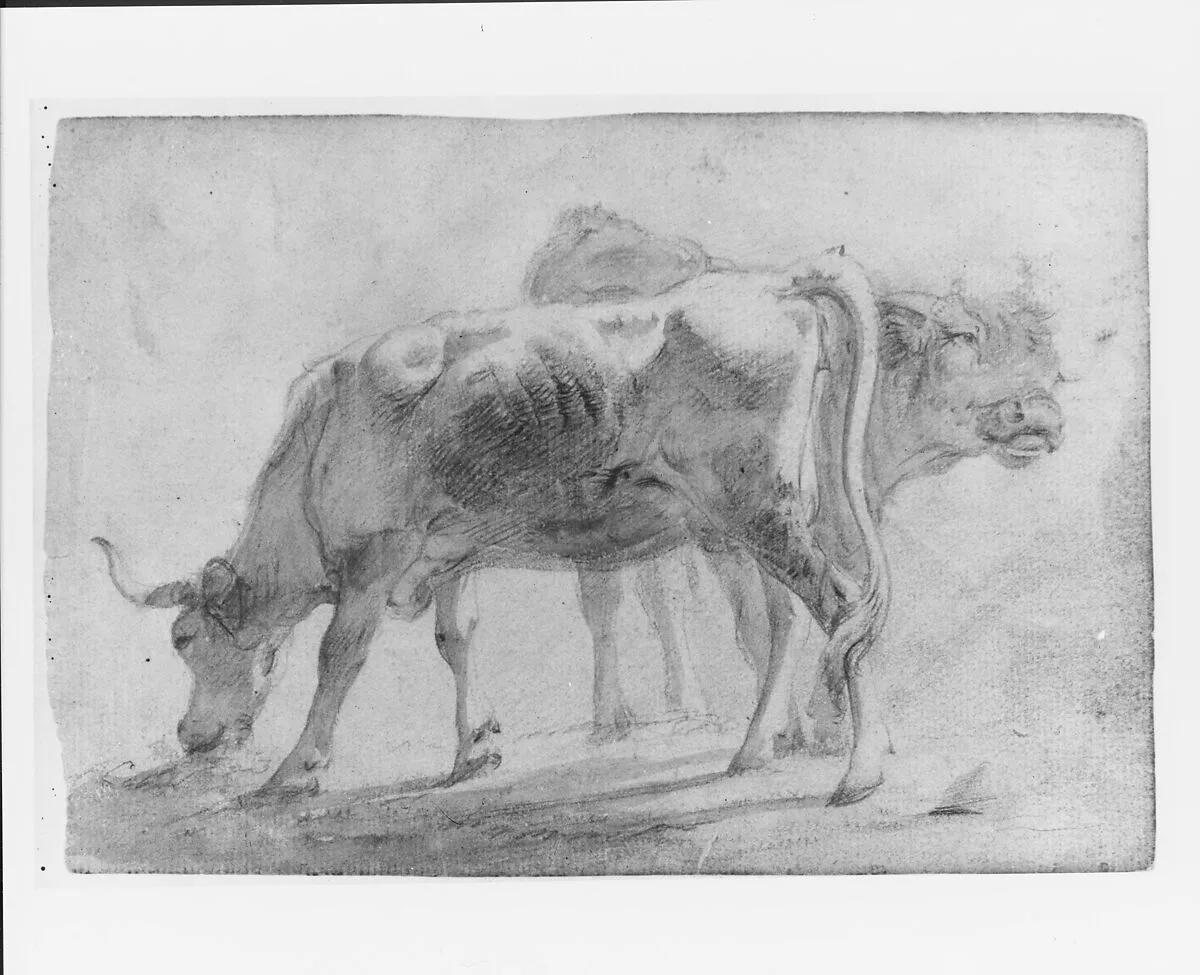 Cattle (from McGuire Scrapbook) — Charles Catton, Jr.