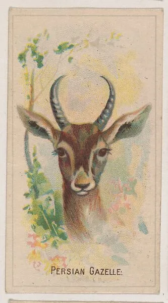 Persian Gazelle, collector card from the Animal Pictures series (D8), issued by the Weber Baking Company to promote Onist Milk and Pullman Bread — Weber Baking Company