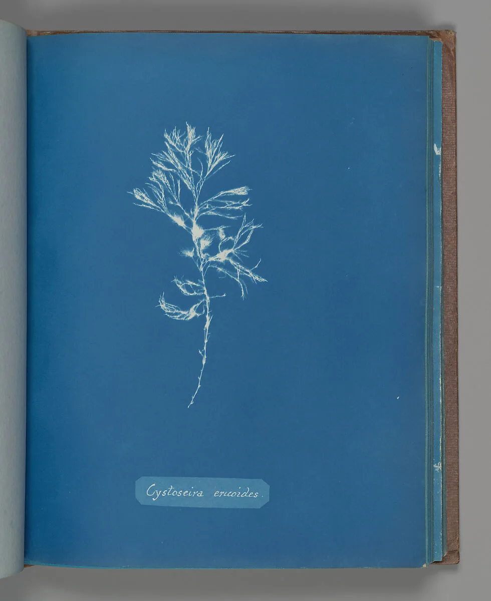 Cystoseira ericoides — Anna Atkins