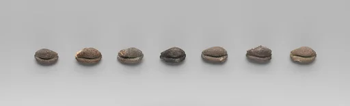 Seven beads in the shape of cowrie shells
