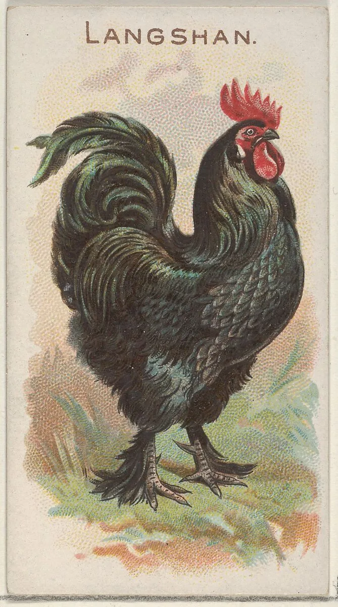 Langshan, from the Prize and Game Chickens series (N20) for Allen & Ginter Cigarettes — Allen & Ginter|The Gast Lithograph & Engraving Company