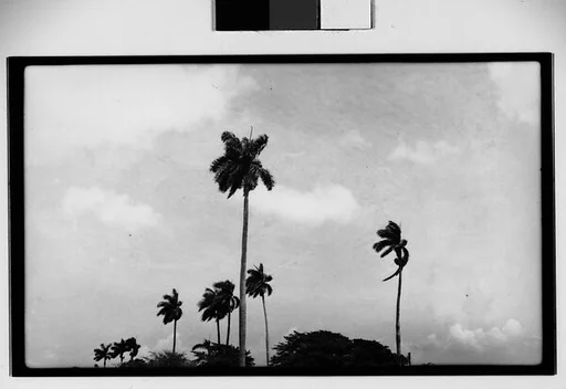 [Palm Trees, Cuba]