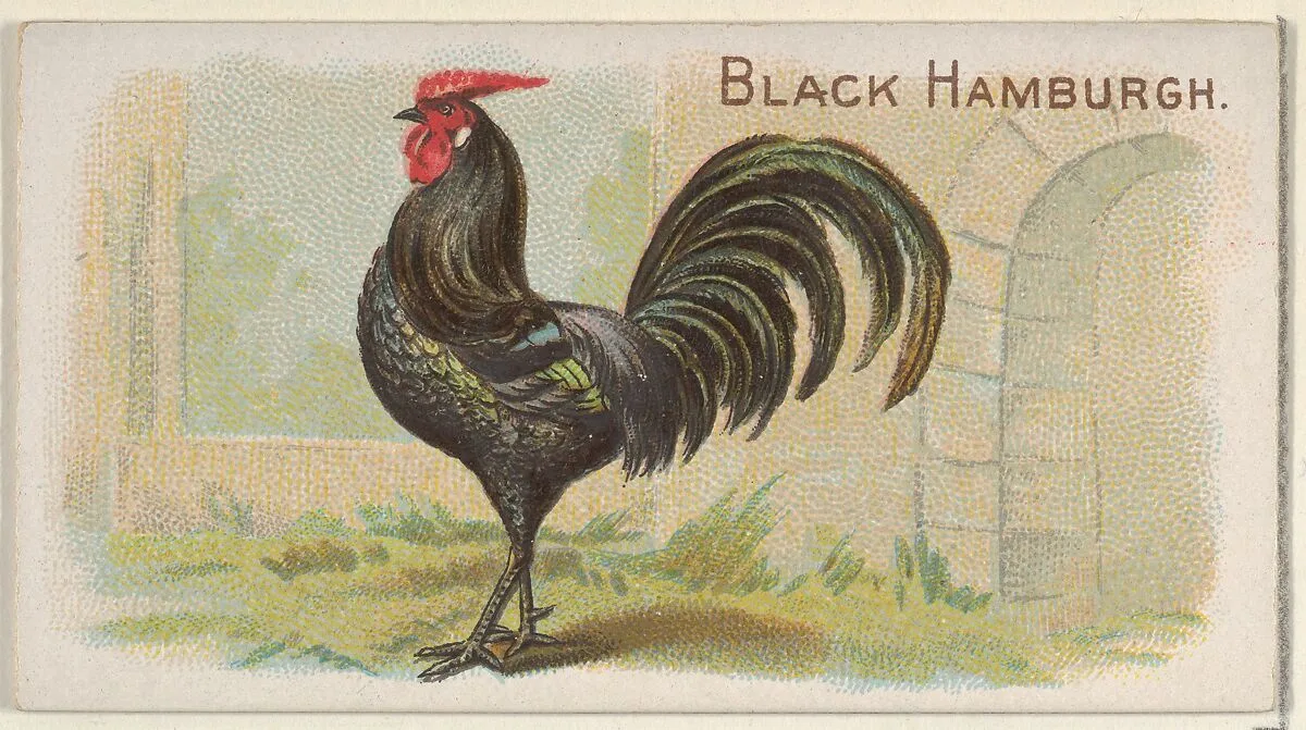 Black Hamburgh, from the Prize and Game Chickens series (N20) for Allen & Ginter Cigarettes — Allen & Ginter|The Gast Lithograph & Engraving Company