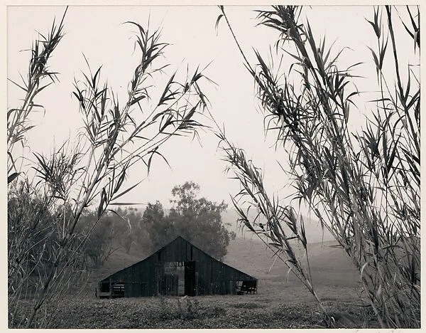 Barn, Bamboo, Laguna Niguel, California — Ansel Easton Adams