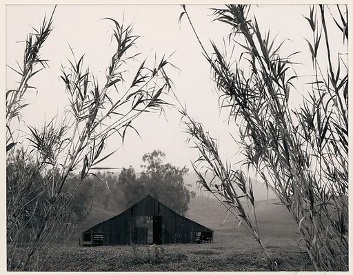 Barn, Bamboo, Laguna Niguel, California