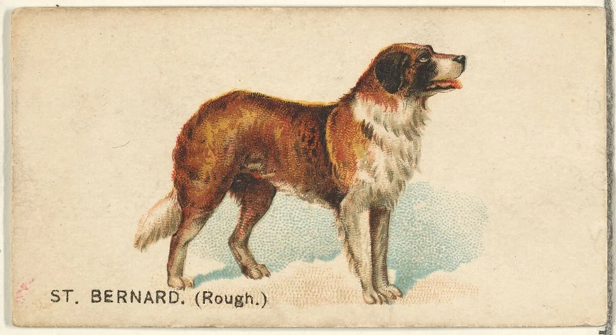 St. Bernard (Rough), from the Dogs of the World series for Old Judge Cigarettes — Goodwin & Company