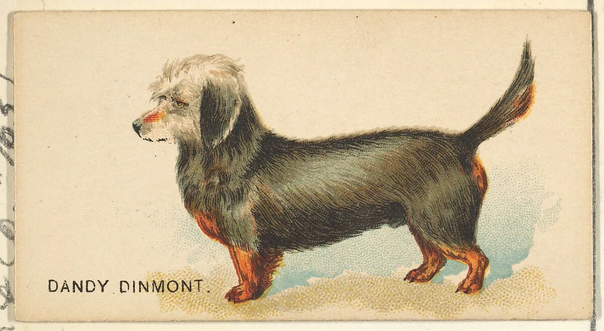 Dandy Dinmont, from the Dogs of the World series for Old Judge Cigarettes — Goodwin & Company
