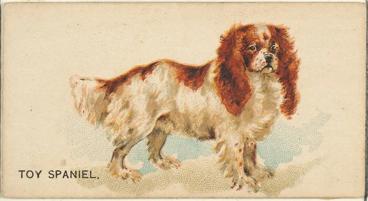Toy Spaniel, from the Dogs of the World series for Old Judge Cigarettes — Goodwin & Company