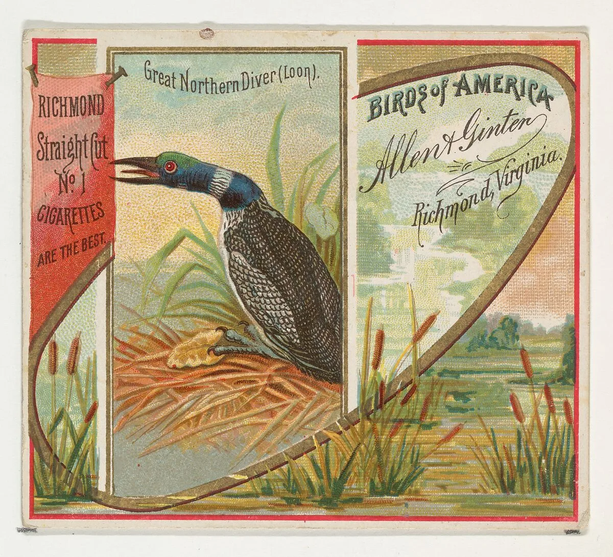 Great Northern Diver (Loon), from the Birds of America series (N37) for Allen & Ginter Cigarettes — Allen & Ginter