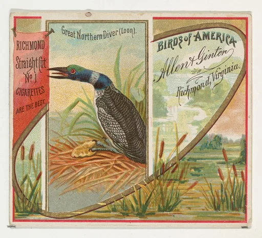 Great Northern Diver (Loon), from the Birds of America series (N37) for Allen & Ginter Cigarettes