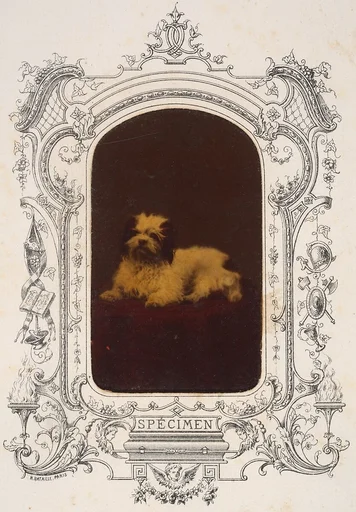 Les Chiens