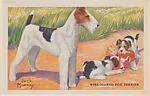 Wire-Haired Fox Terrier from Our Friend – the Dog Educational Pictures (W608-4) — Unknown
