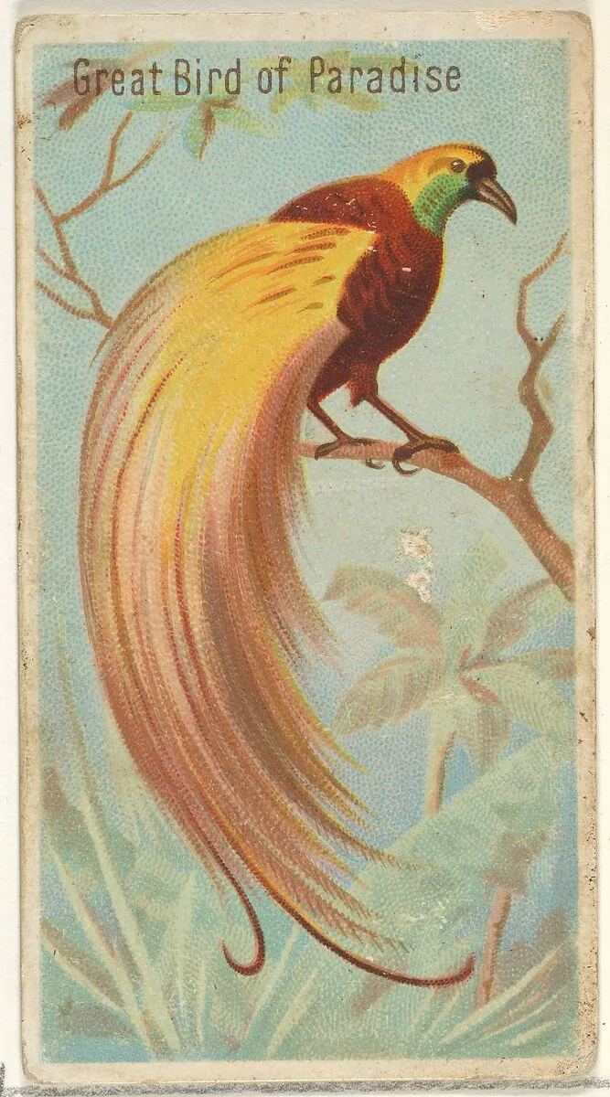 Great Bird of Paradise, from the Birds of the Tropics series (N5) for Allen & Ginter Cigarettes Brands — Allen & Ginter|George S. Harris & Sons
