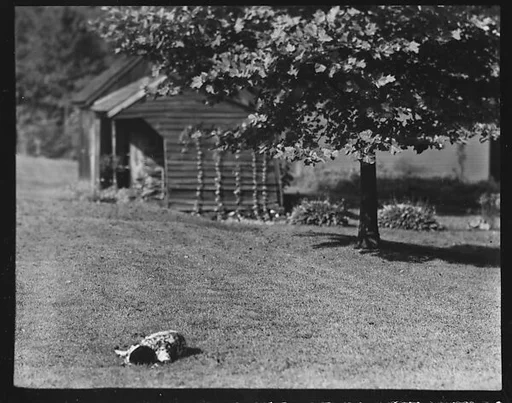 [Dog in Front of Wooden Building on Grounds of Estate of Suzette Morton Hamill, Lake Forest, Illinois]