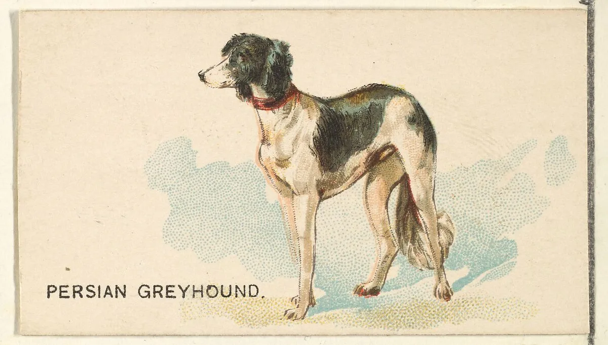 Persian Greyhound, from the Dogs of the World series for Old Judge Cigarettes — Goodwin & Company